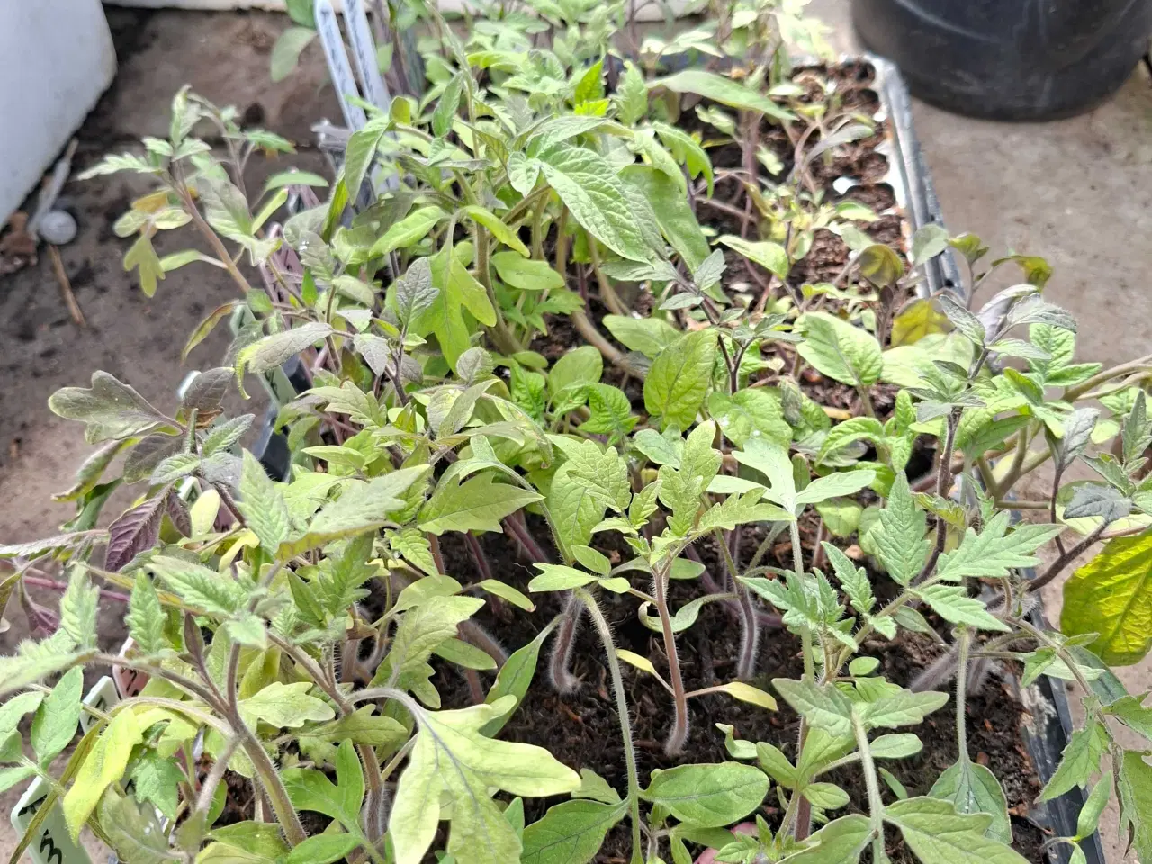 Billede 5 - Tomatplanter sælges.