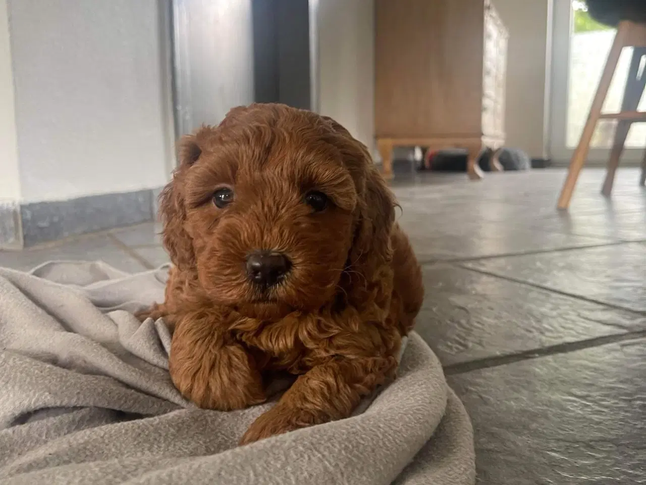 Billede 9 - Doodledoodle hvalpe klar til sommerferie 🥰
