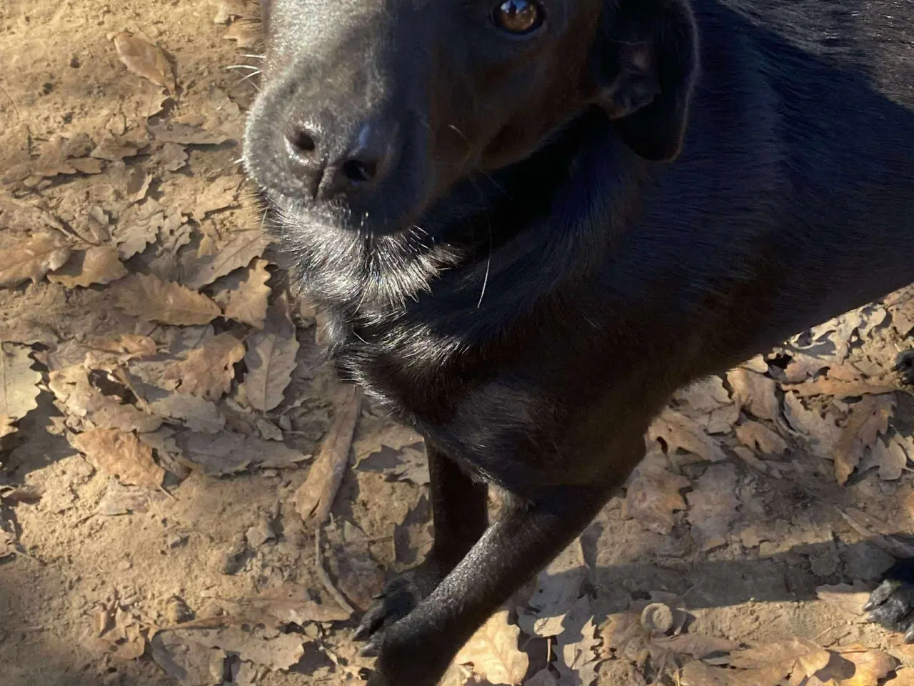 Billede 5 - Joey søger sit helt eget hjem❤️