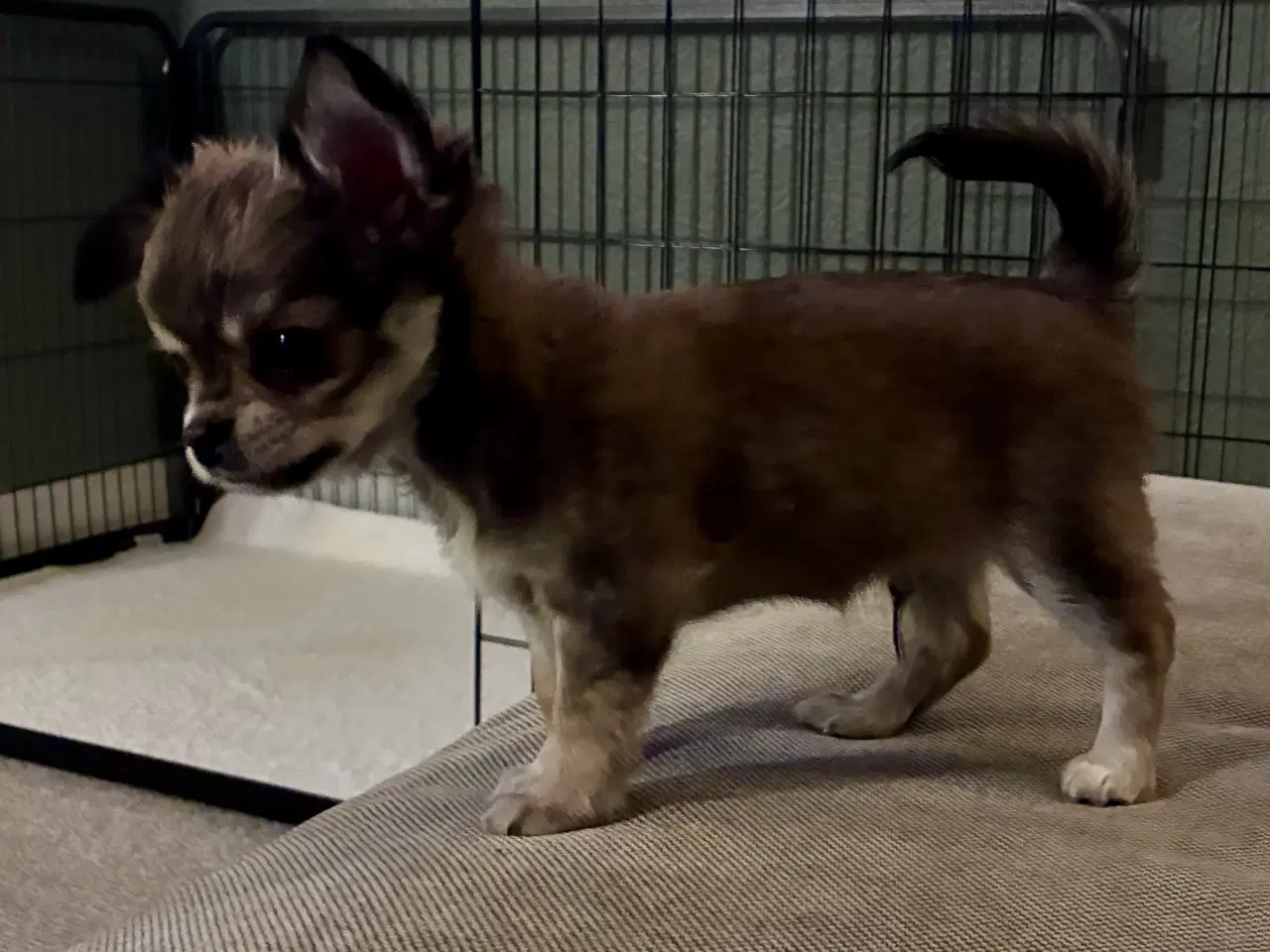 Billede 2 - DKK Chihuahua 