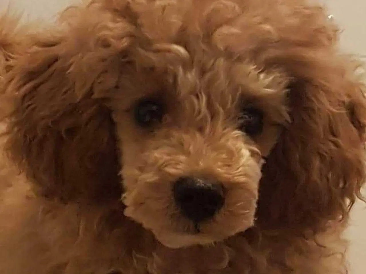 Billede 18 - Fawn krøltoppe puddelhvalpe 