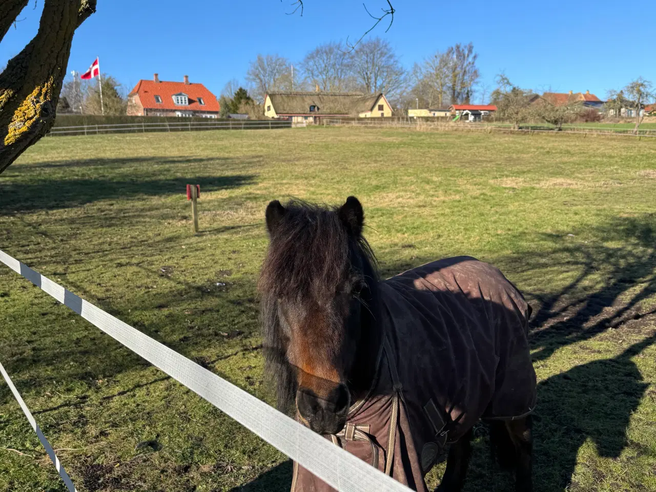 Billede 2 - Sødeste miniature pony sælges