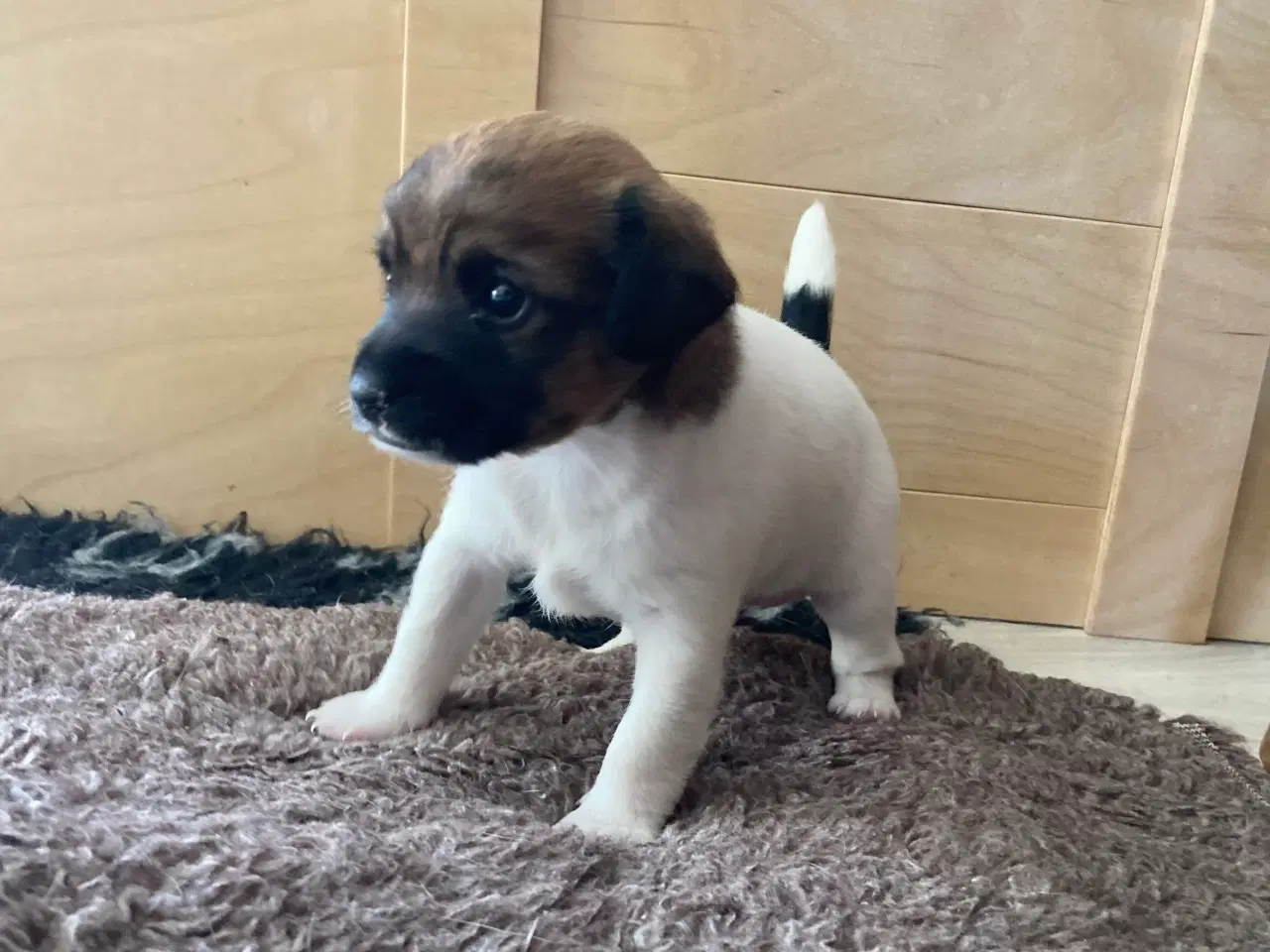 Billede 4 - Dansk Svensk Gårdhund hvalp
