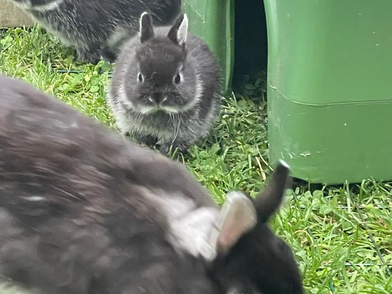 Billede 4 - Hermelin unger