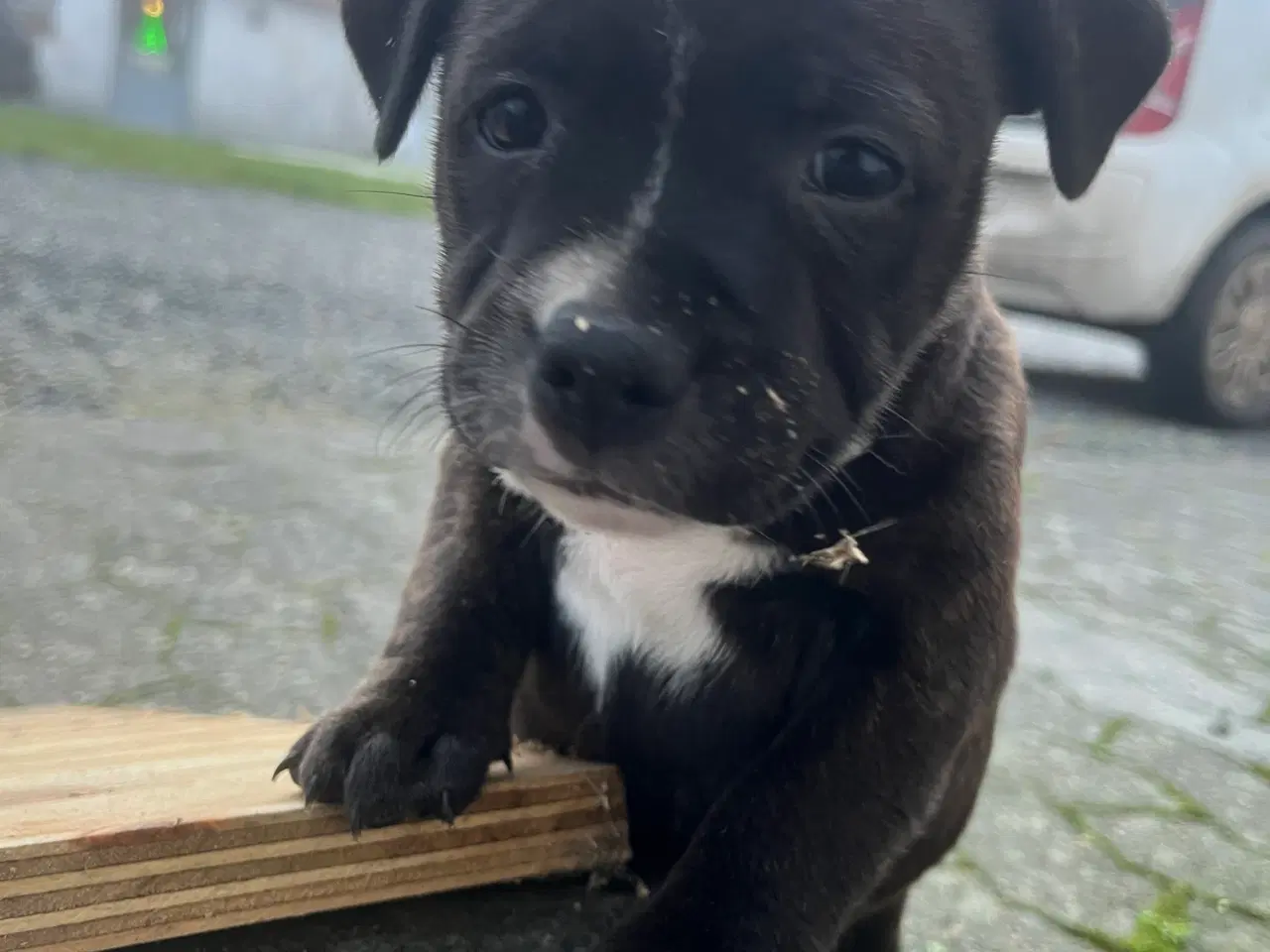 Billede 1 - Skønne og dejlige Staff hvalpe