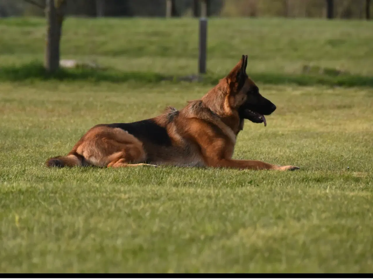 Billede 2 - Schæferhund skøn  tæve