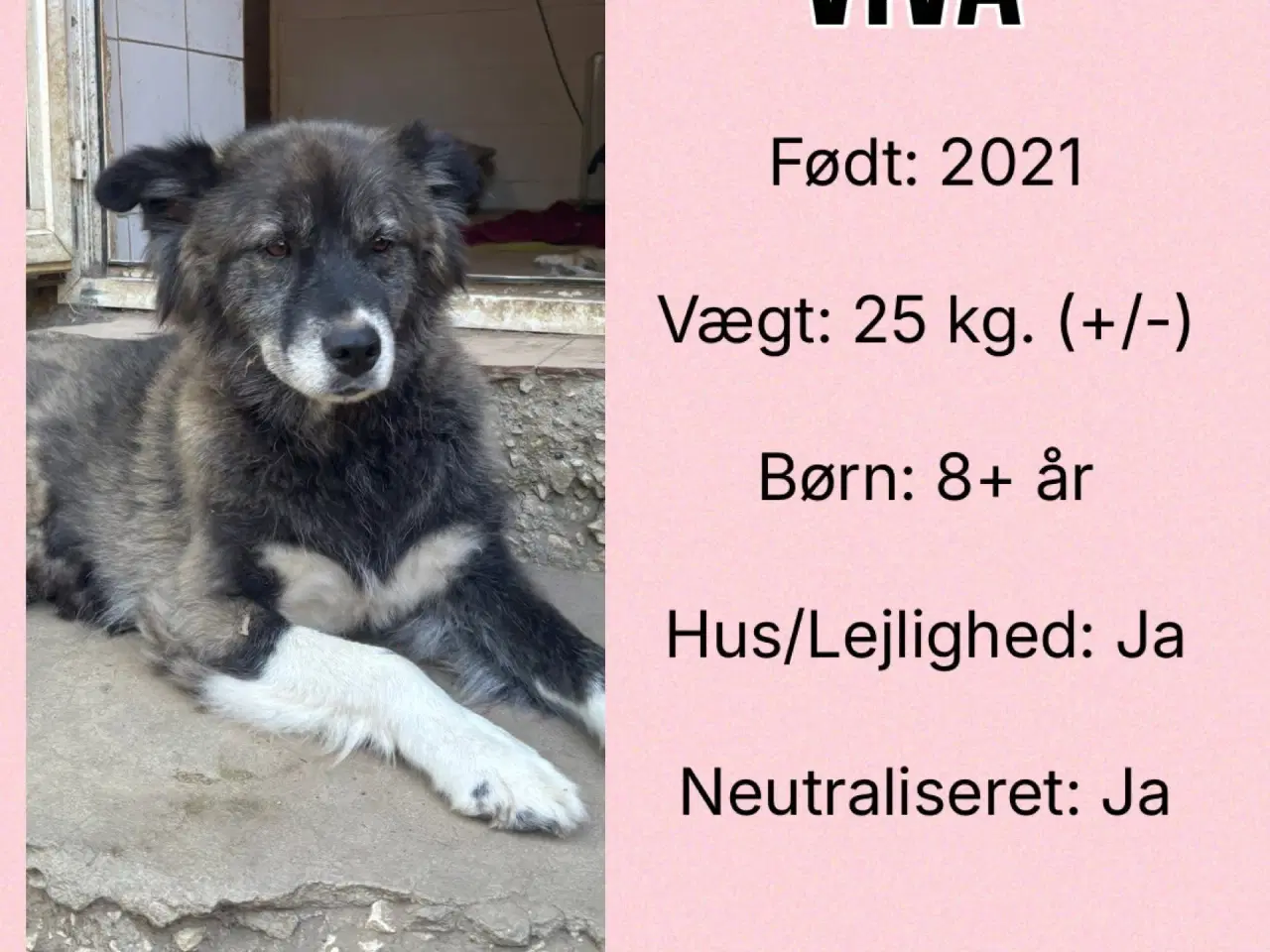Billede 7 - Viva søger et kærlig hjem