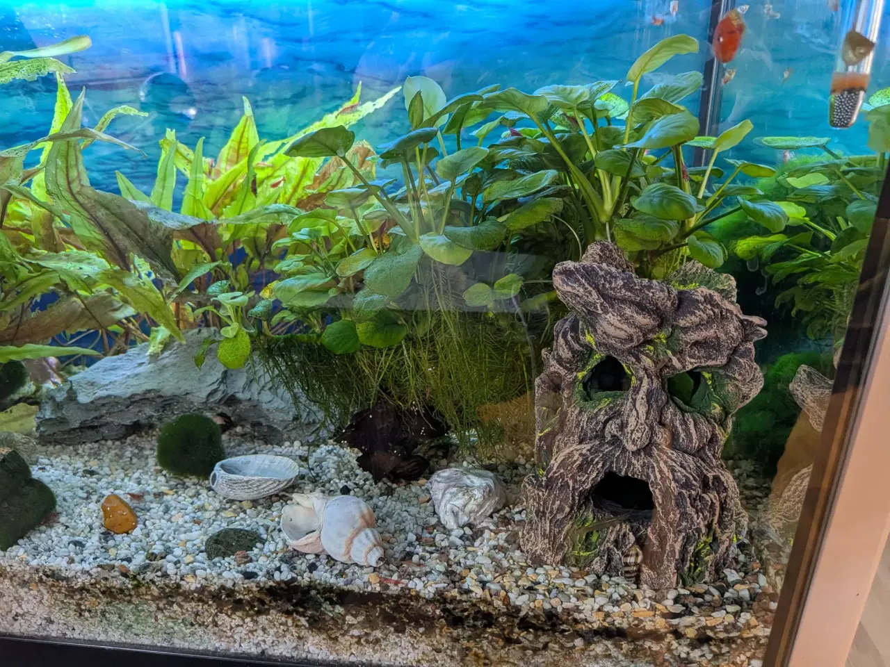 Billede 3 - 90 L akvarium inkl. bord, fisk, planter mm.