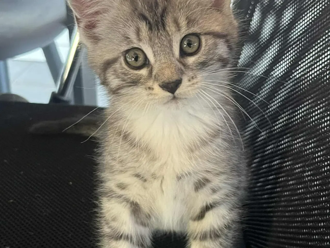 Billede 2 - Maine Coon blandning 