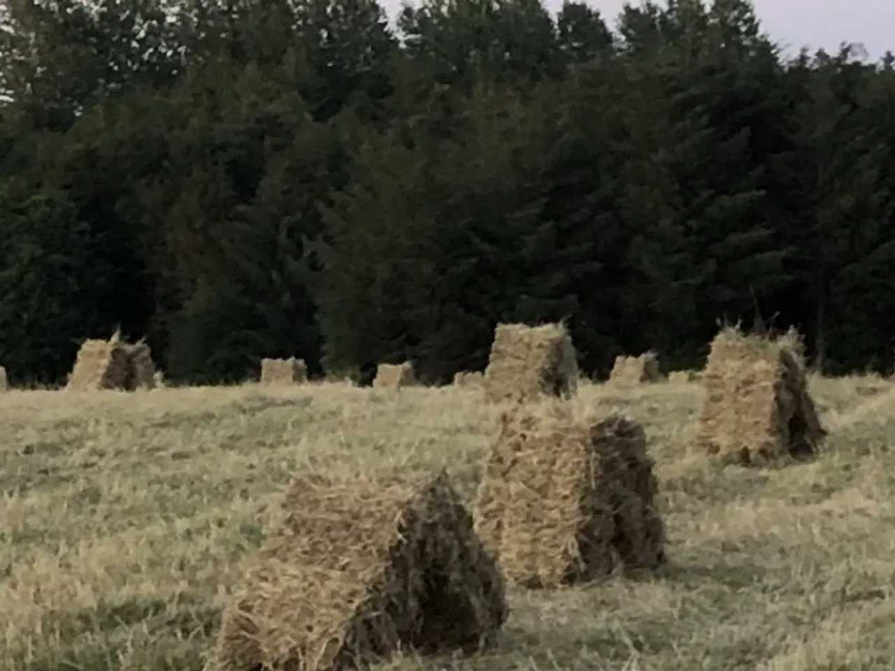 Billede 2 - Hø i små baller