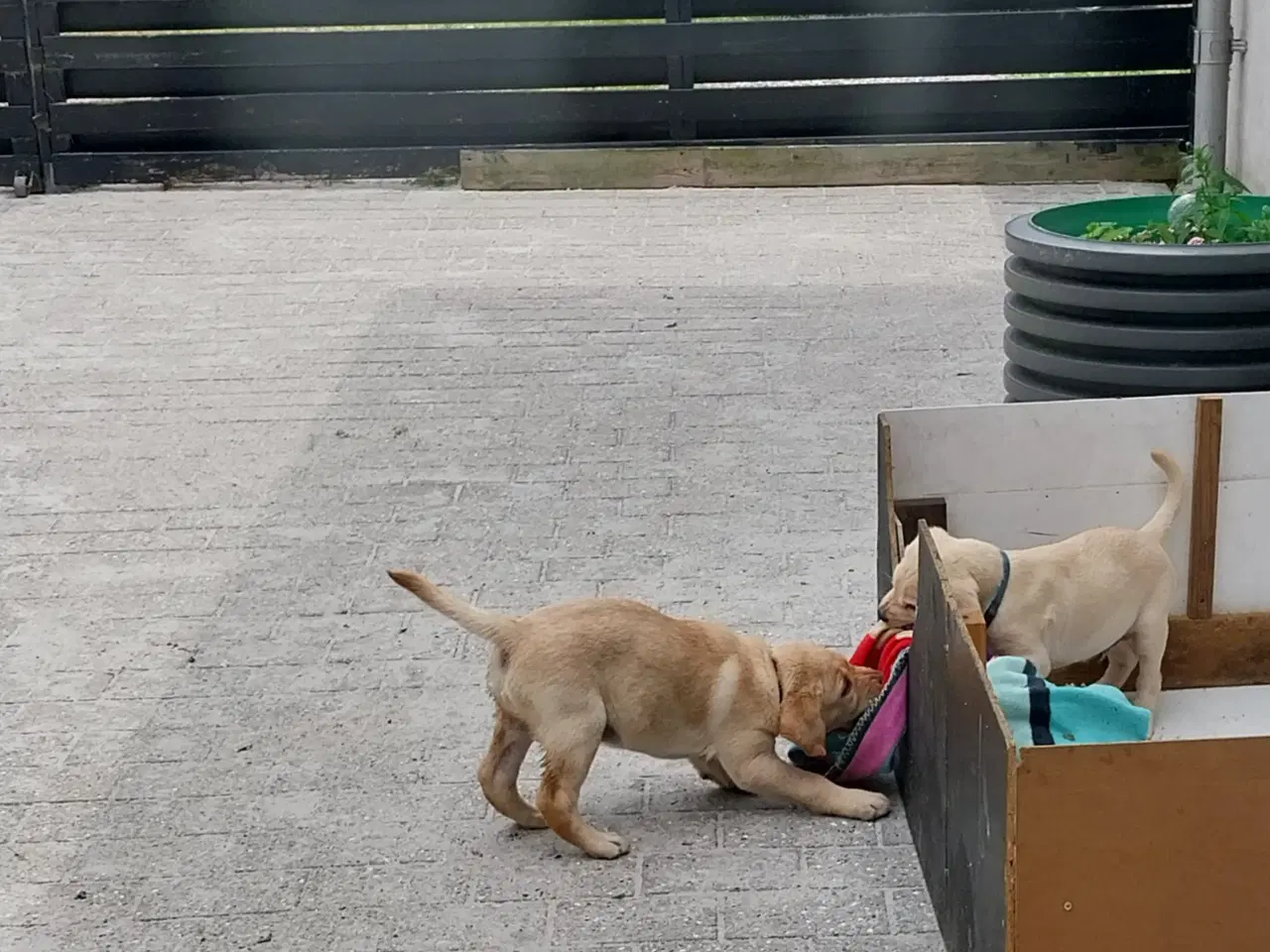 Billede 6 - Gule Labrador Hvalp.