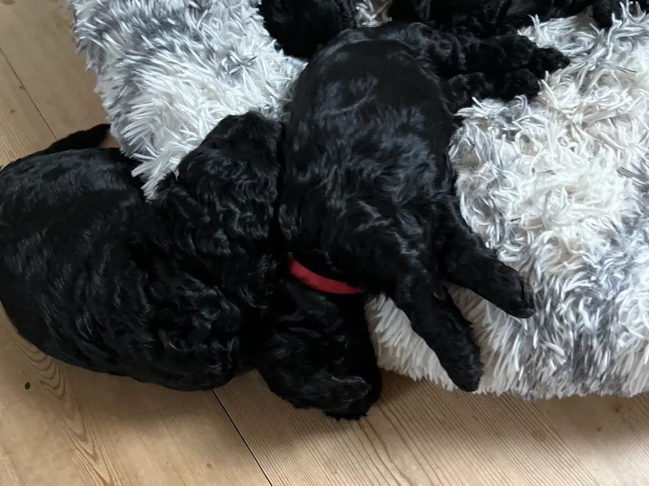 Billede 7 - Cockapoo hvalpe søger nye hjem