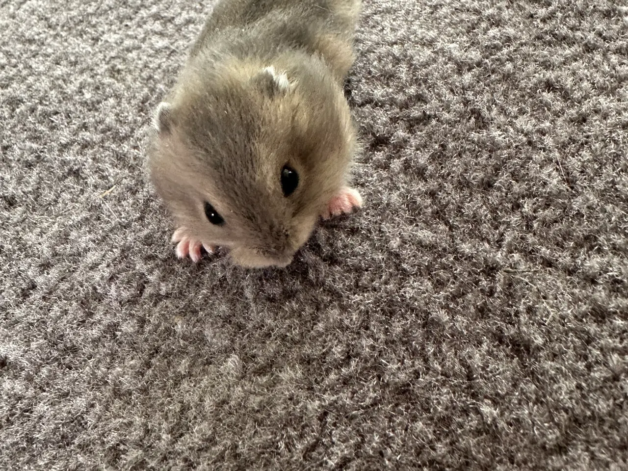 Billede 3 - Hamsterunger