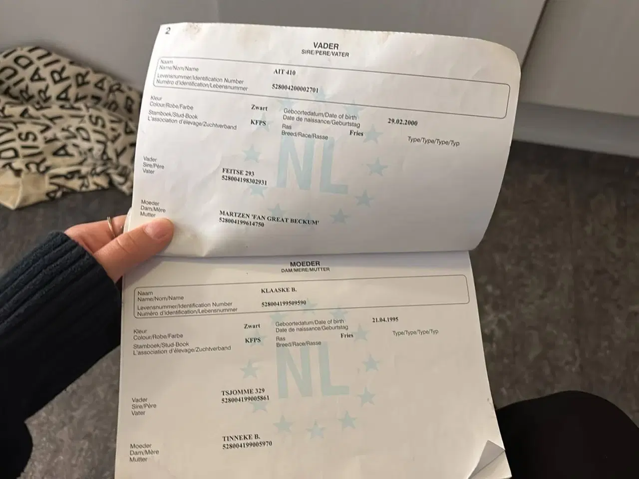 Billede 2 - Hest til salg