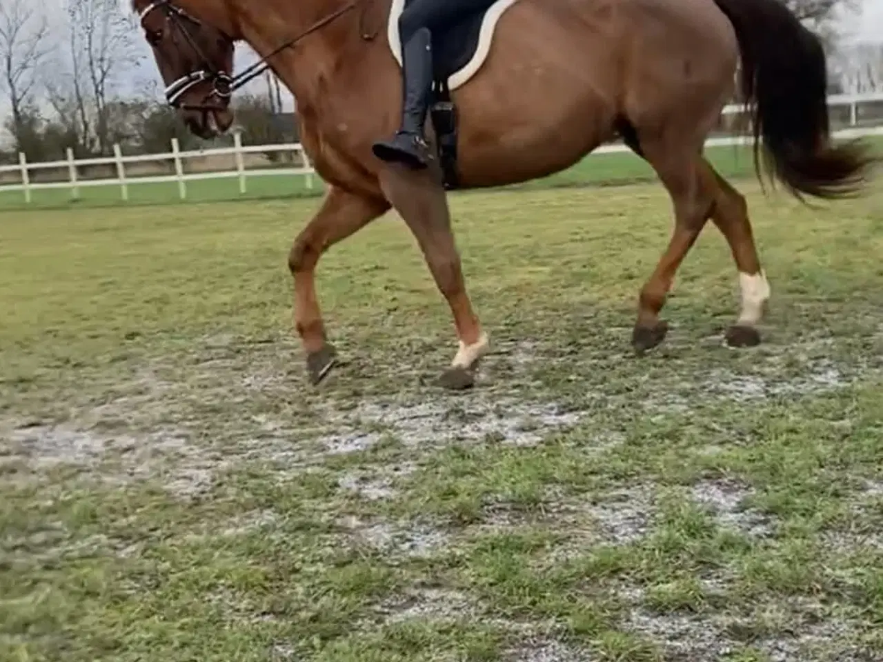 Billede 2 - Dv hoppe 