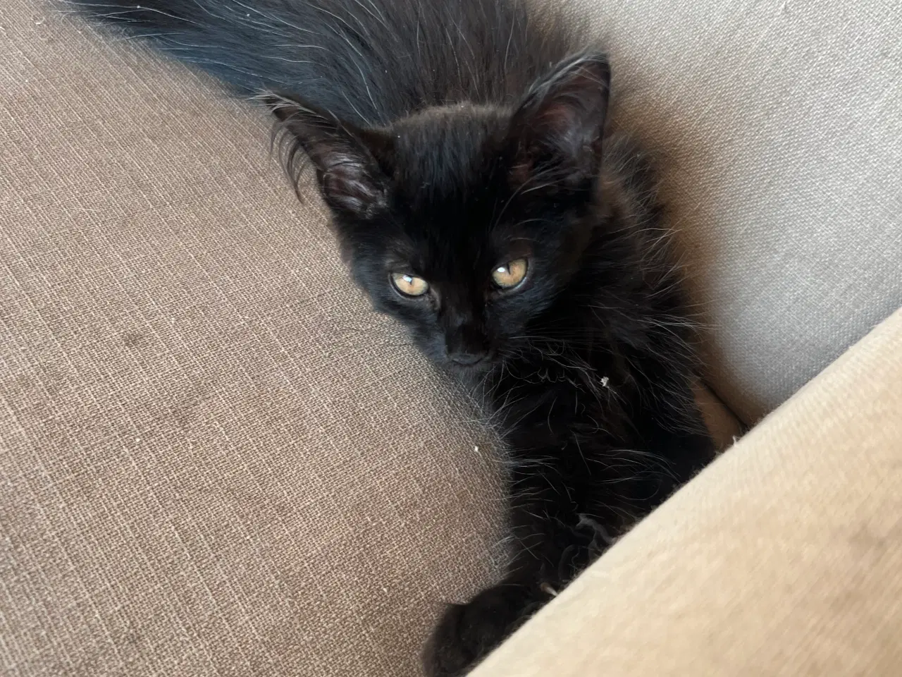 Billede 3 - Main coon killing
