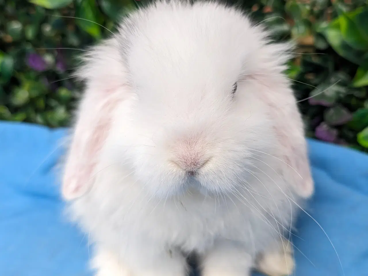 Billede 6 - Minilop kaninunge sælges 