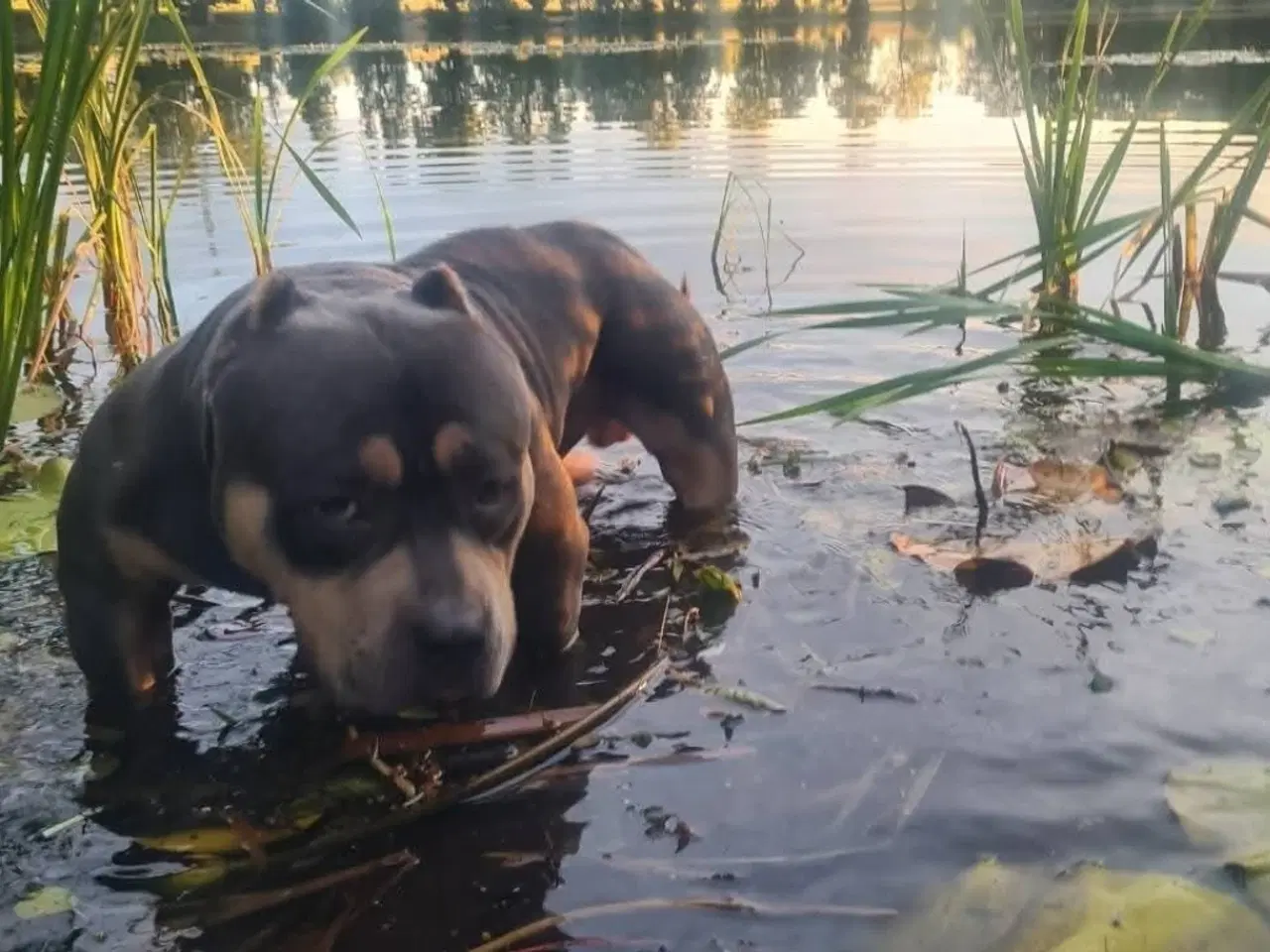 Billede 1 - American Bully Pocket 