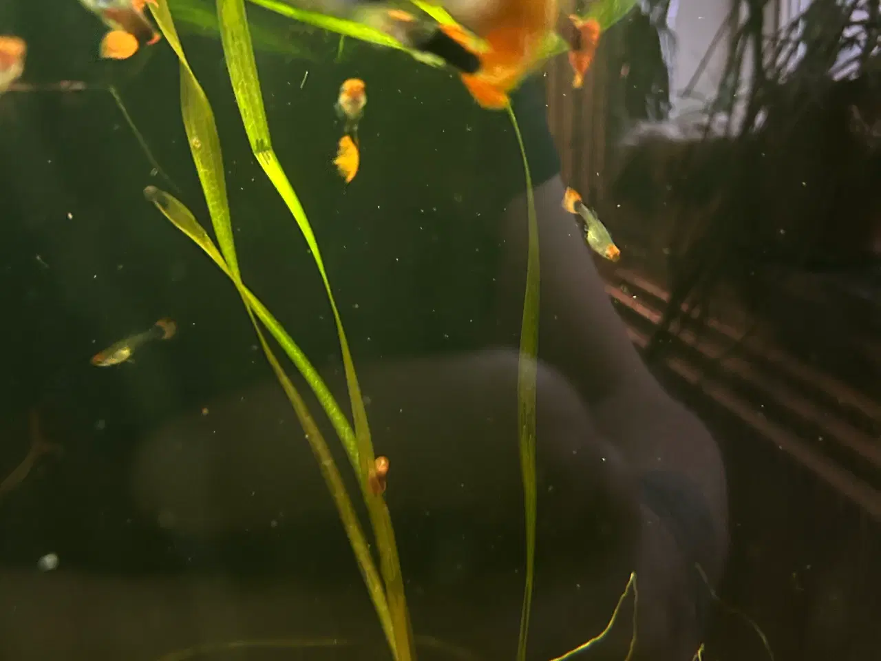 Billede 7 - ❤️🐟 Rednose Dumbo Guppy – Smuk Kontrast (unger)