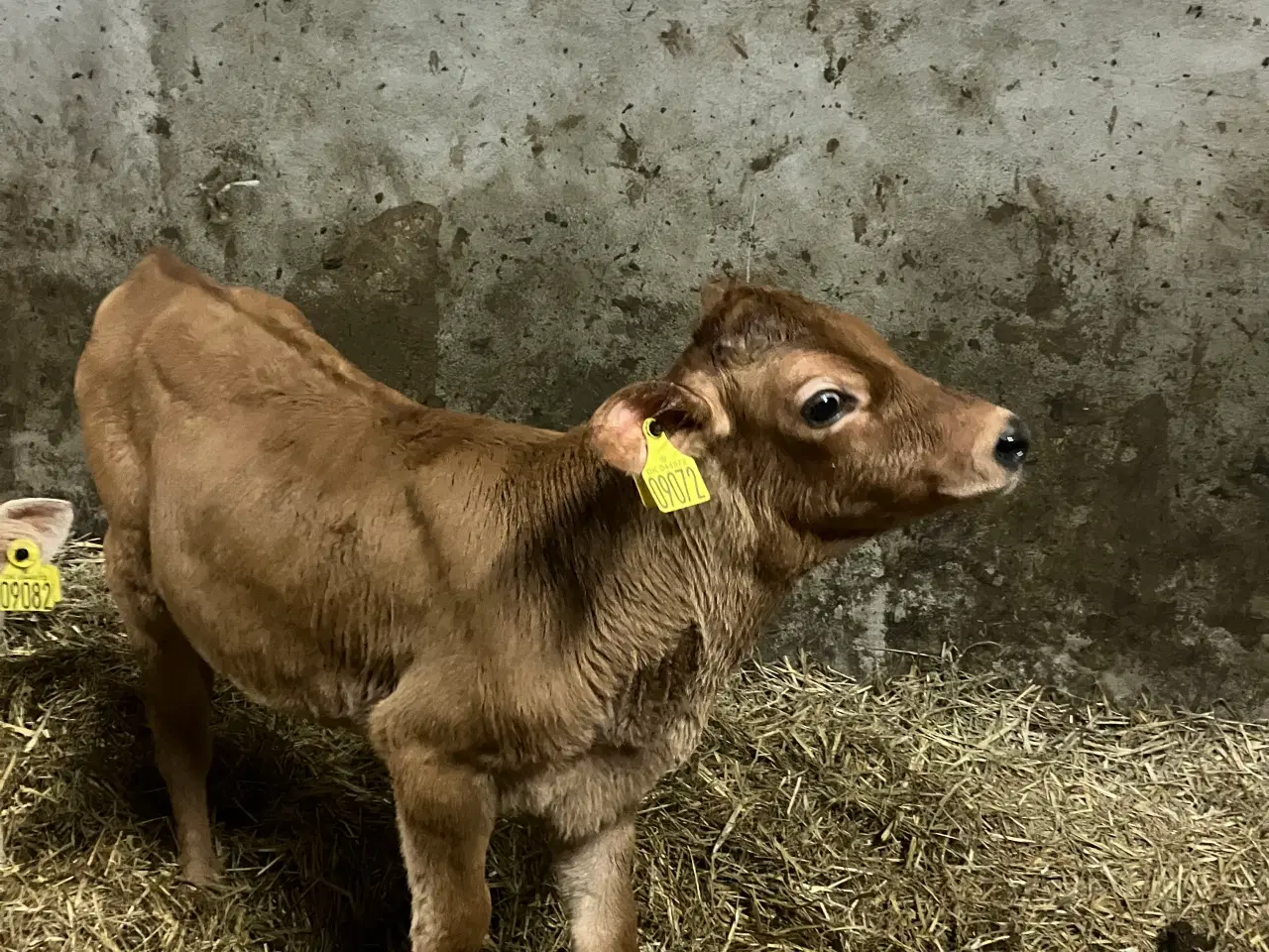 Billede 1 - 2 Jerseytyrekalve