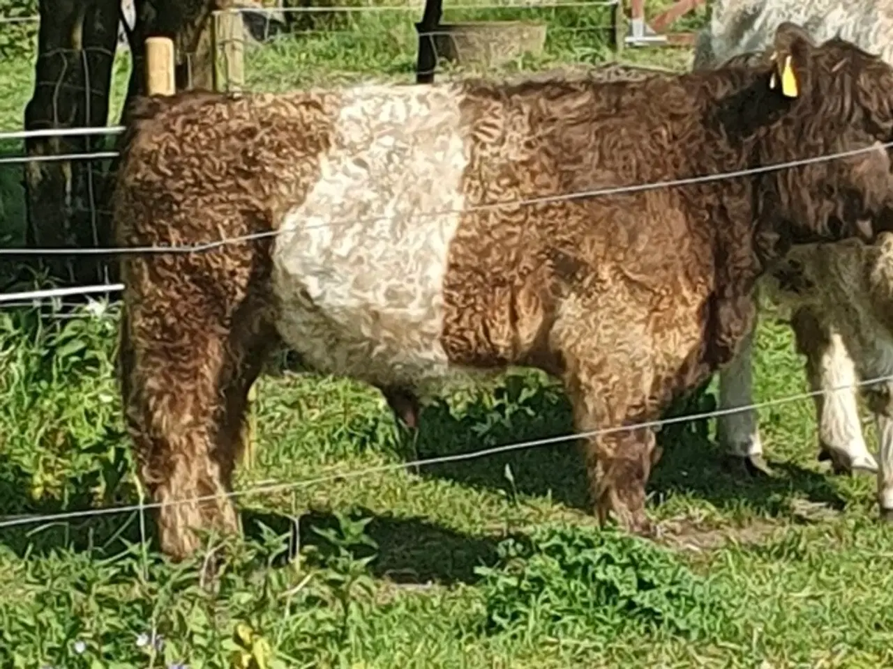 Billede 1 - Dune farvet tyr til udlejning