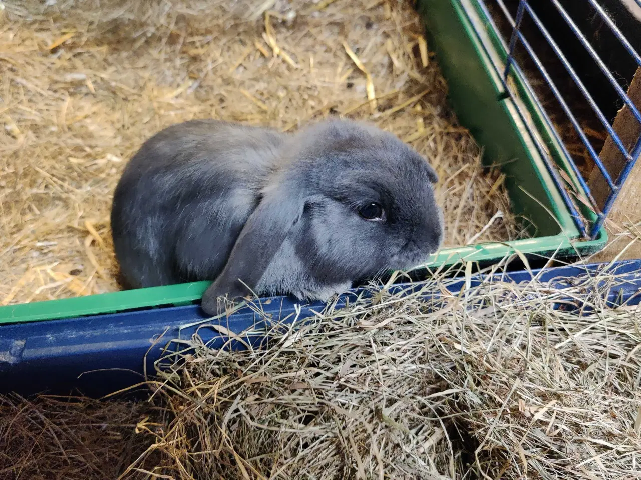 Billede 3 - Dværgvædder satin unger