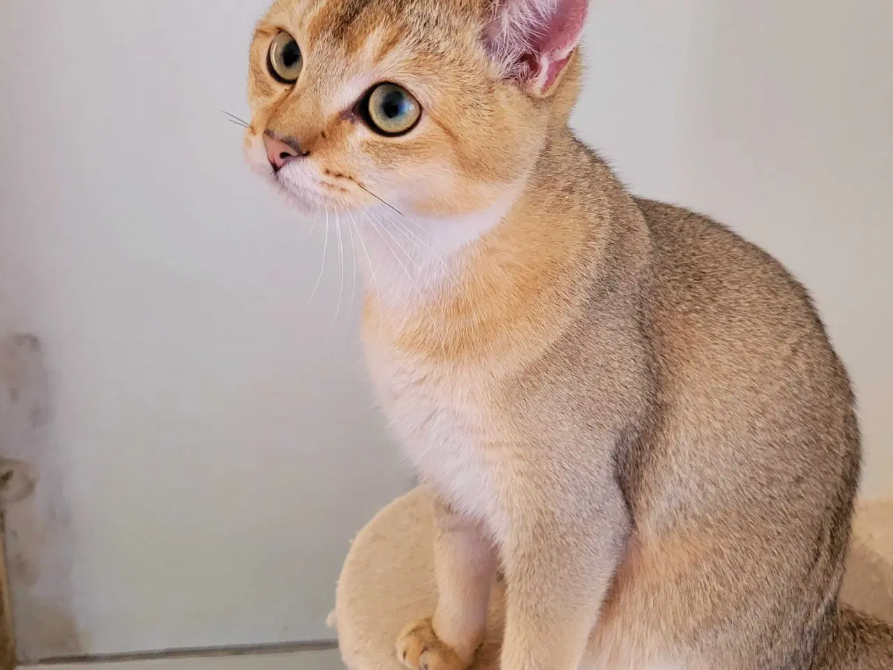 Billede 6 - British Shorthair hankat med stamtavle