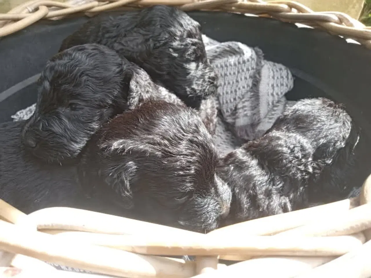 Billede 12 - Allergivenlige labradoodle hvalpe 