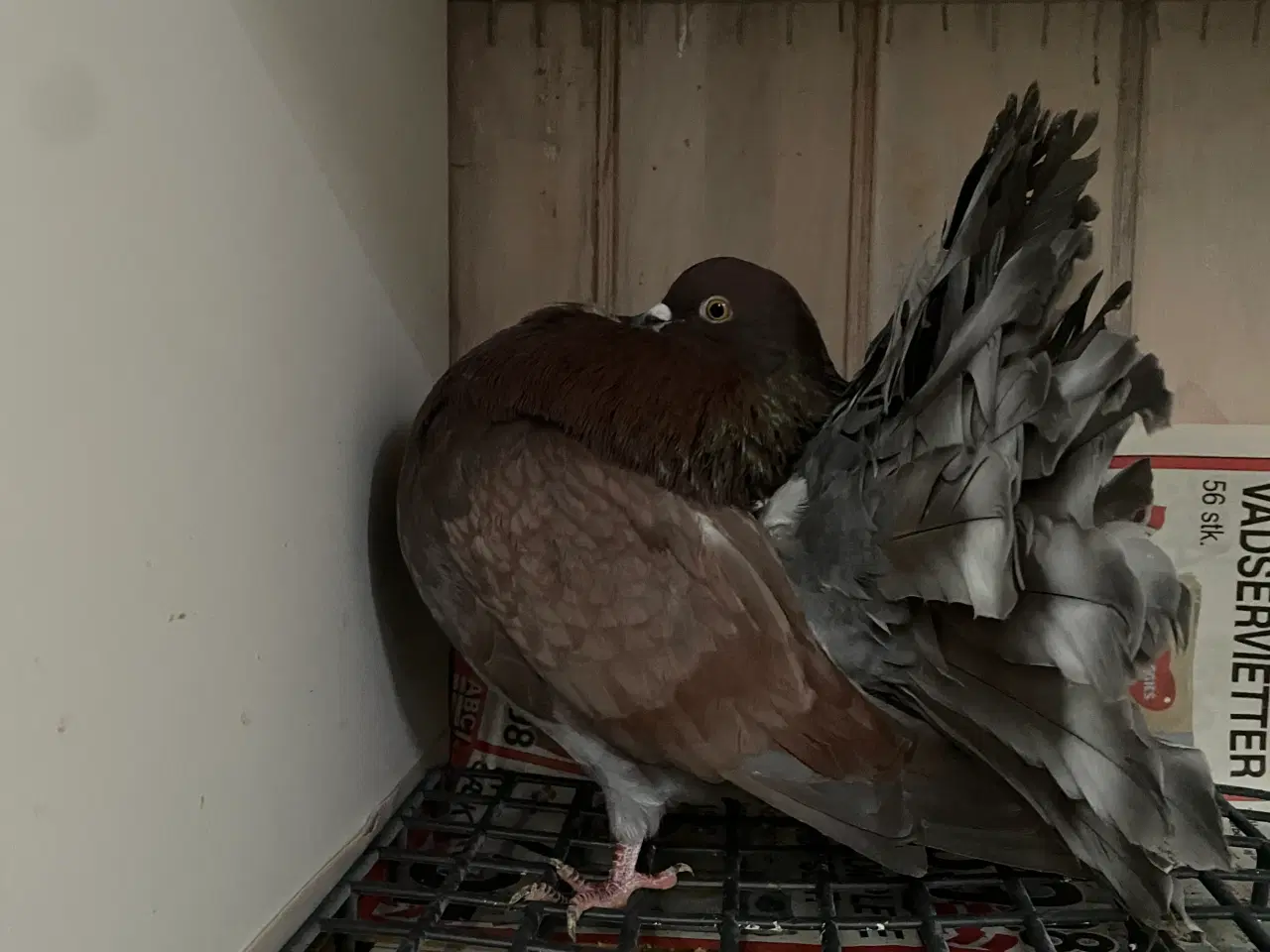 Billede 1 - Duer til salg