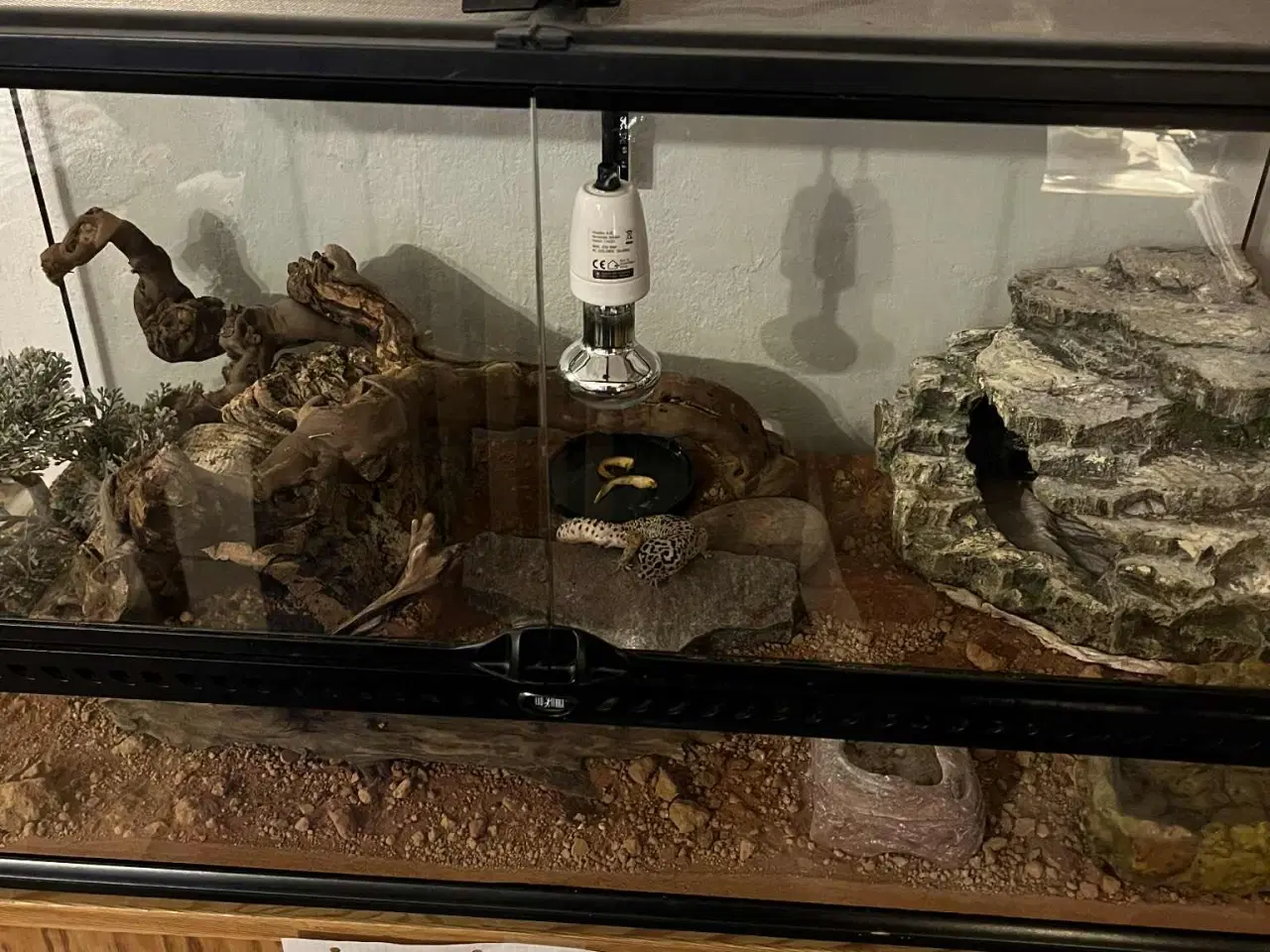 Billede 5 - Leopardgekko, han, med terrarie