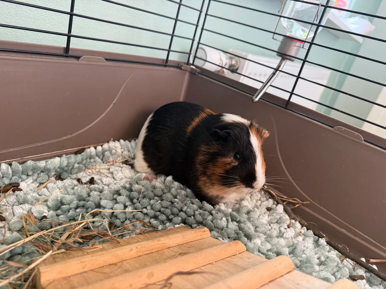 Billede 2 - Han-Marsvin 6 mdr.