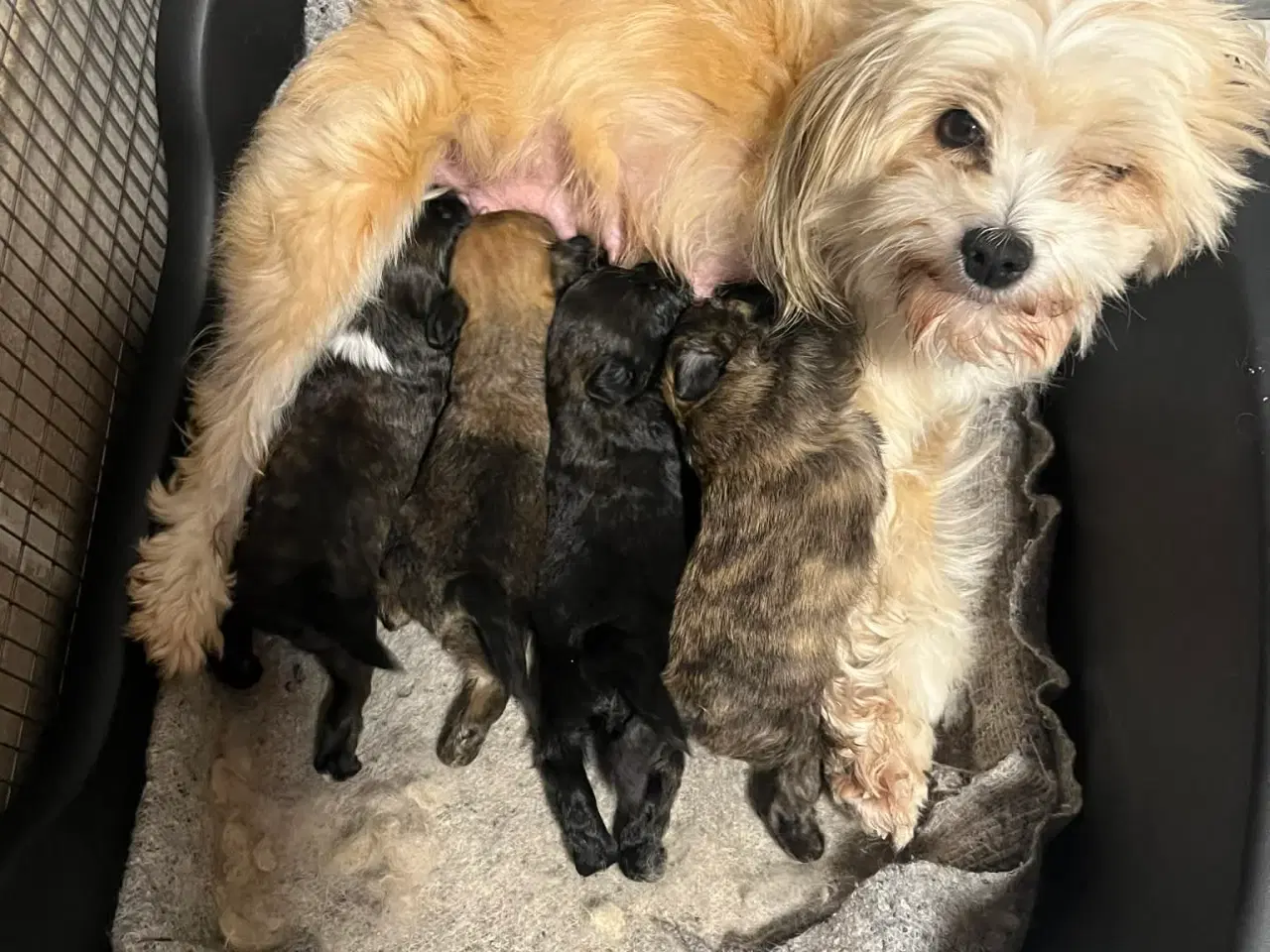 Billede 6 - Kun en tæve tilbage nu! Små blandinger 