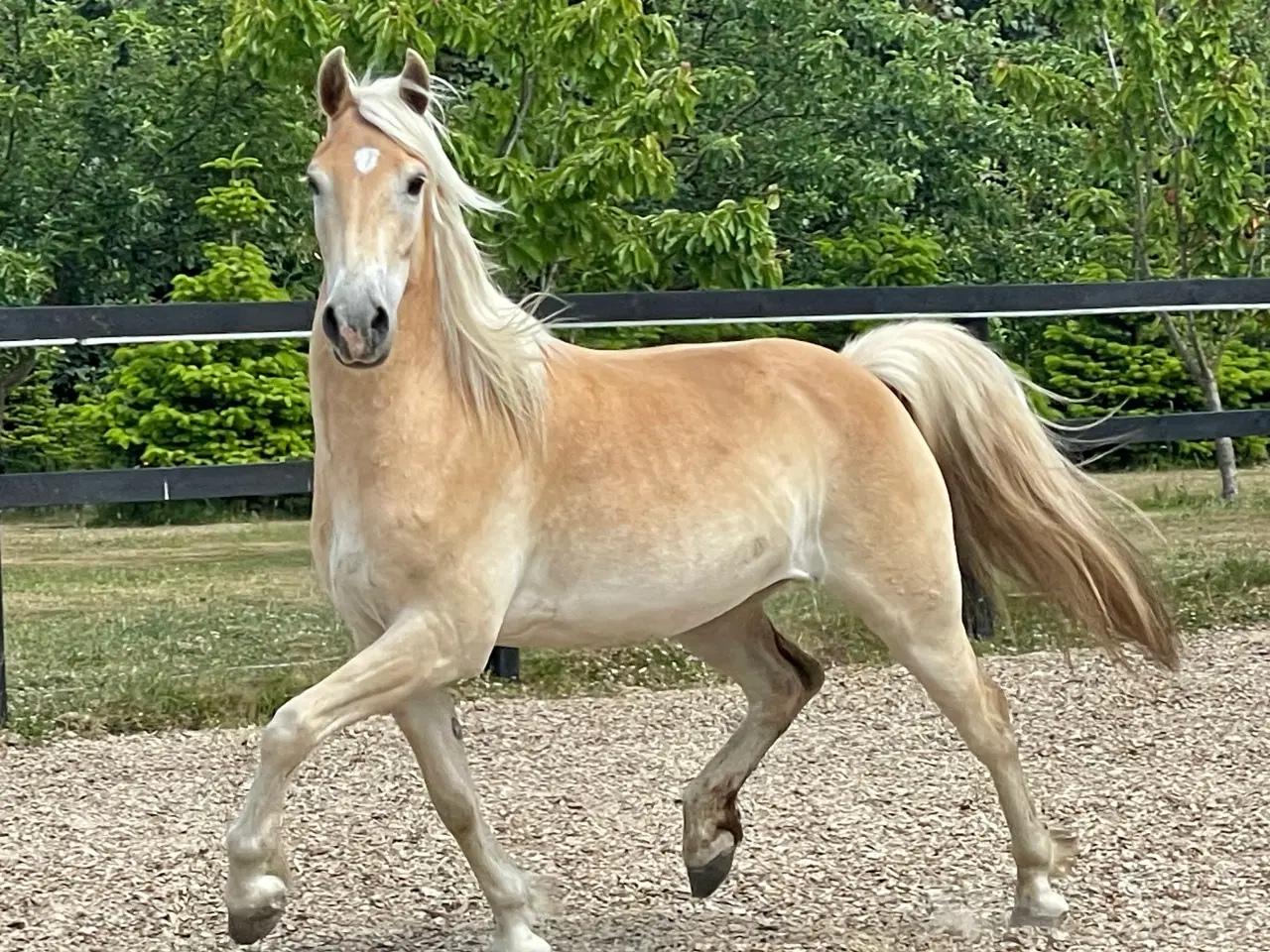 Billede 5 - 5 års haflinger 