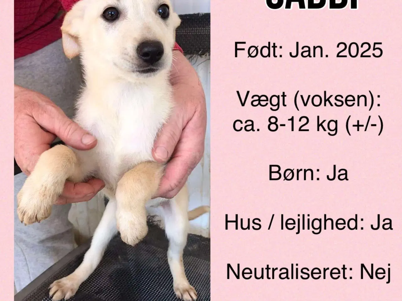 Billede 6 - Sabbi, søger sit 4- ever hjem