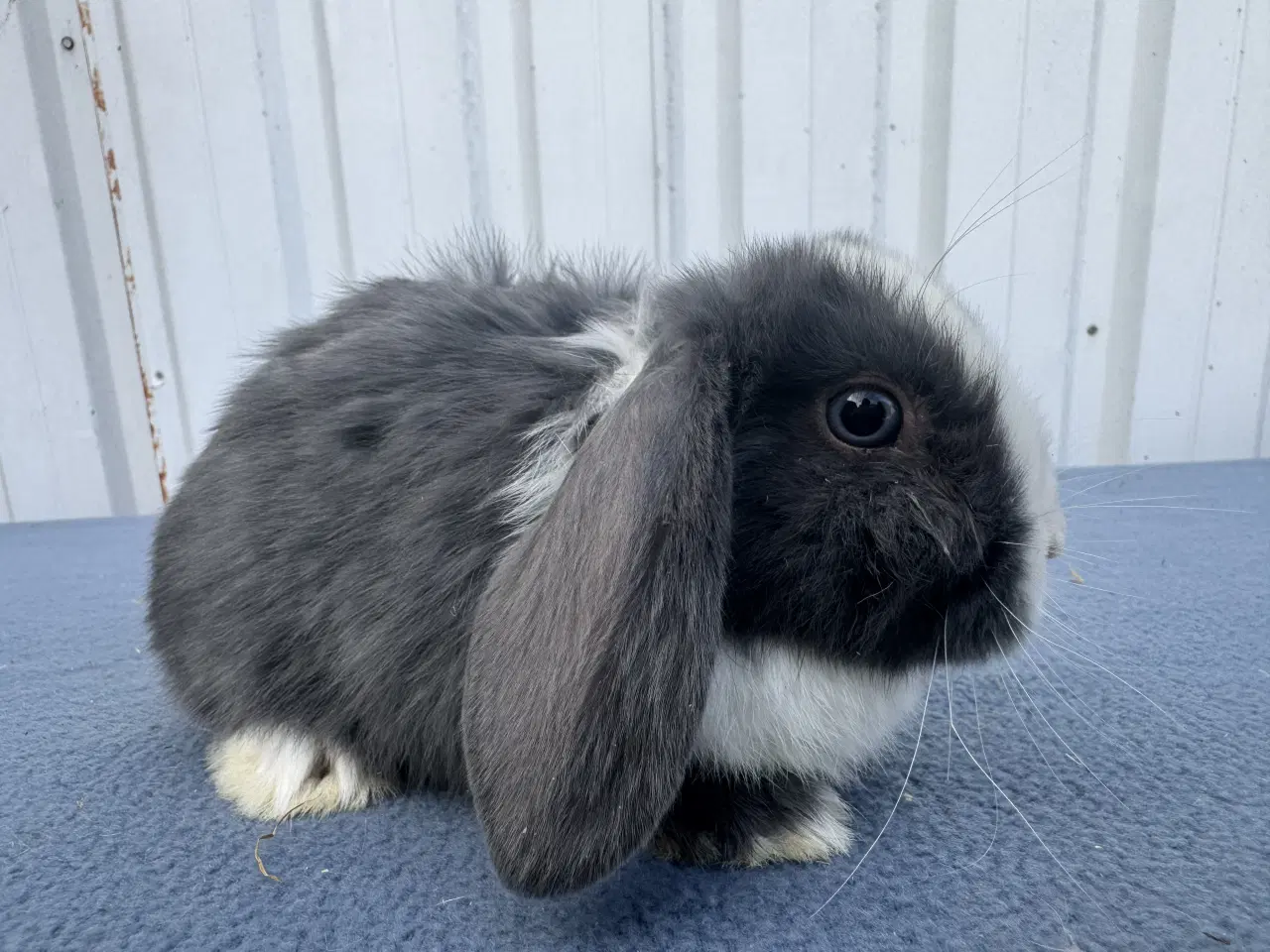 Billede 6 - Dværgvædder/Mini lop hunkanin