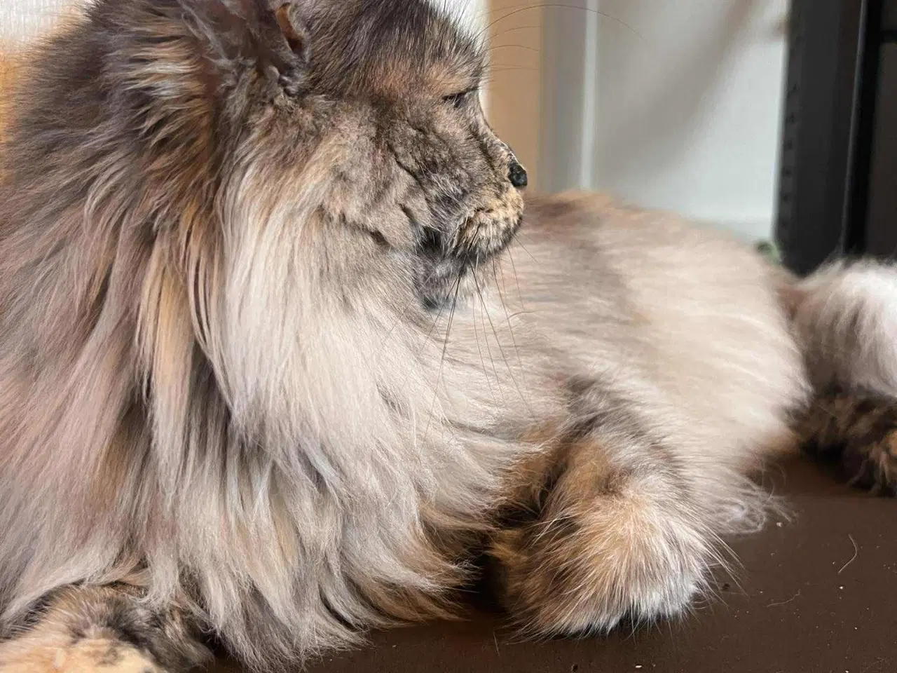 Billede 2 - Maine coon