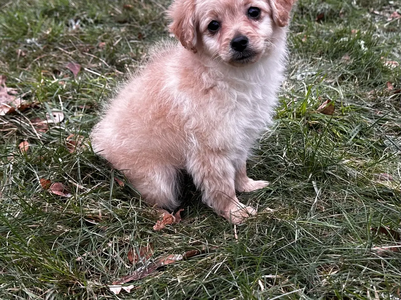 Billede 5 - Cavapoo F2B 