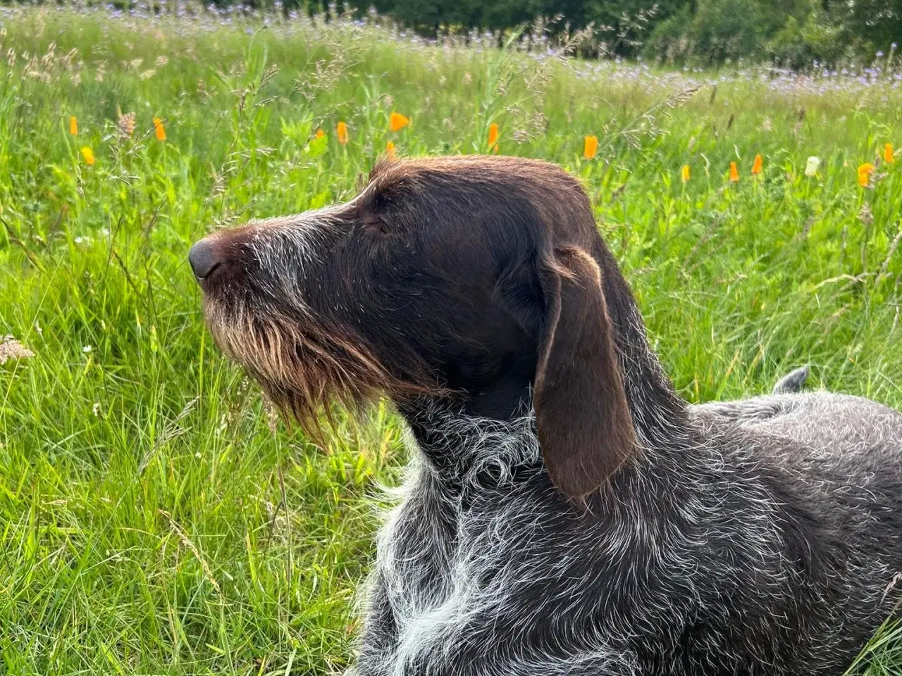 Billede 17 - Rughårede hønsehunds hvalpe