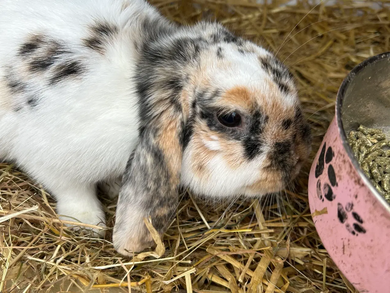 Billede 6 - Dværg Kanin