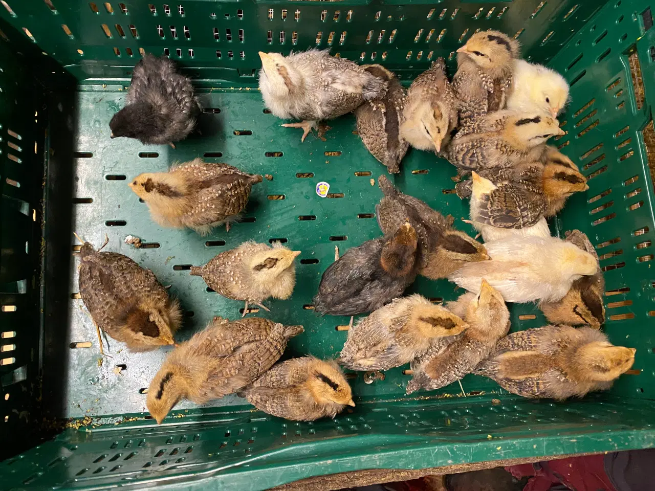 Billede 2 - Kyllinger