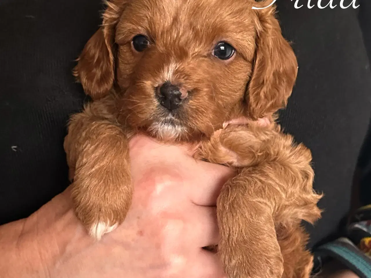 Billede 1 - Cavapoo (Cavalier + toypuddel)