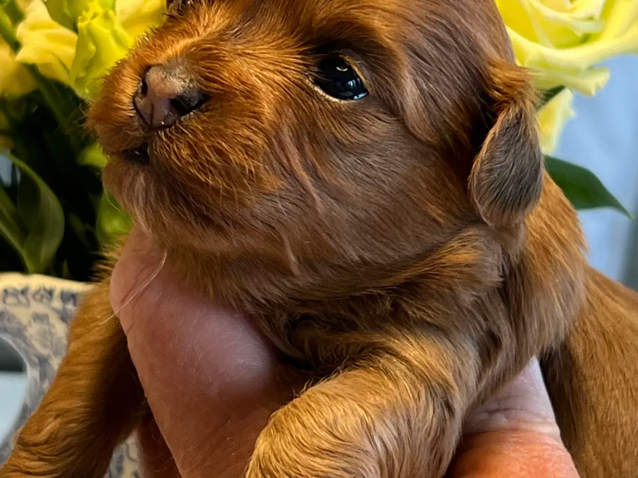 Billede 2 - Smukke Rød Zobel Havanais 