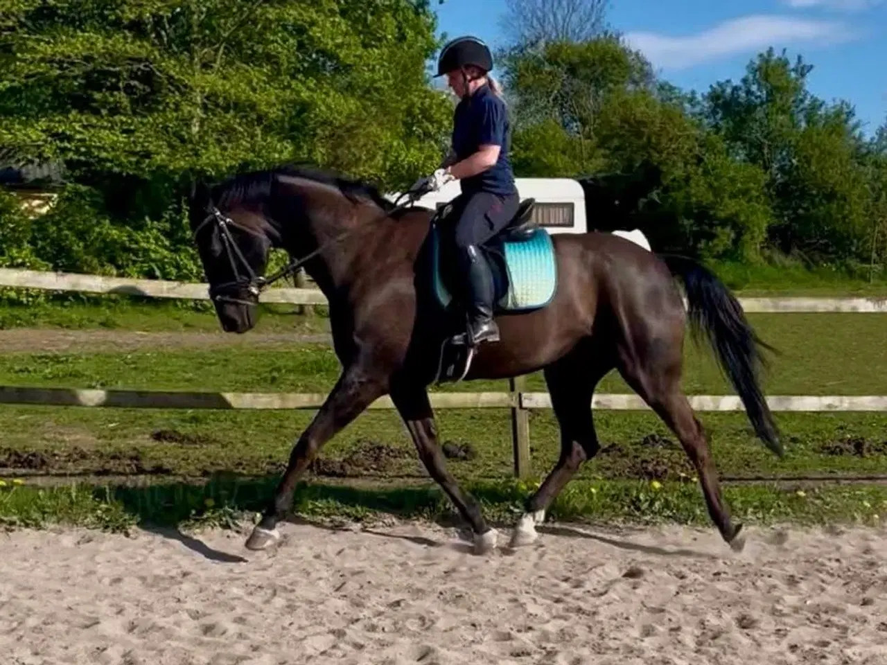 Billede 1 - Super flink vallak