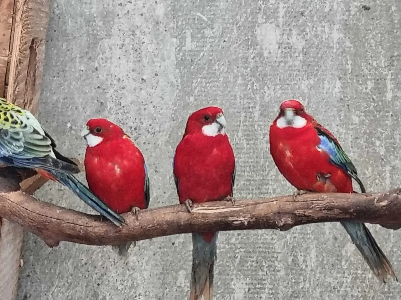 Billede 1 - Rød rød rosella 