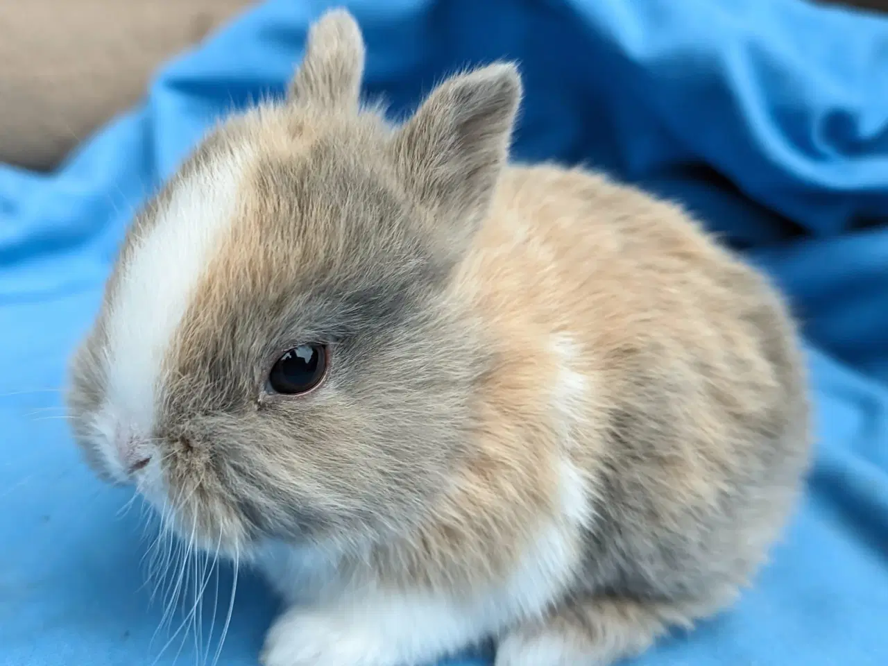 Billede 3 - Hermelin kaninunge sælges