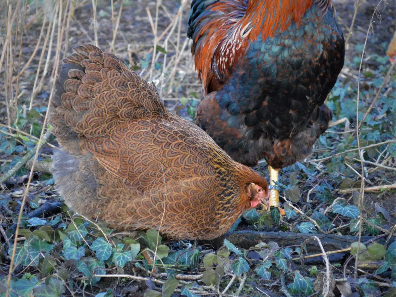 Billede 15 - høns avlstamm store Wyandotter guld-sortbåndet