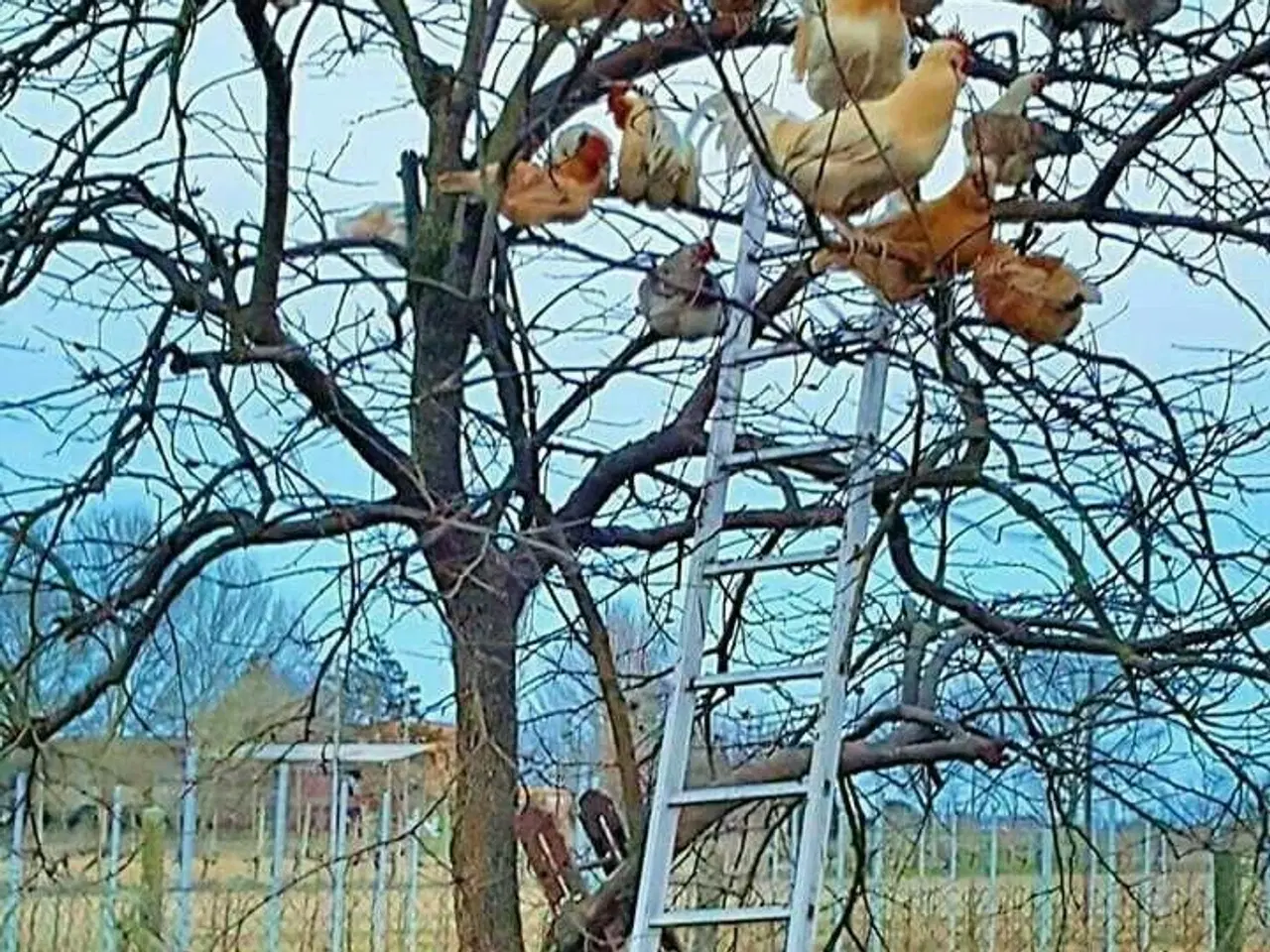 Billede 2 - Morgenmadsæg dagligt fra egen have ud af 6818 