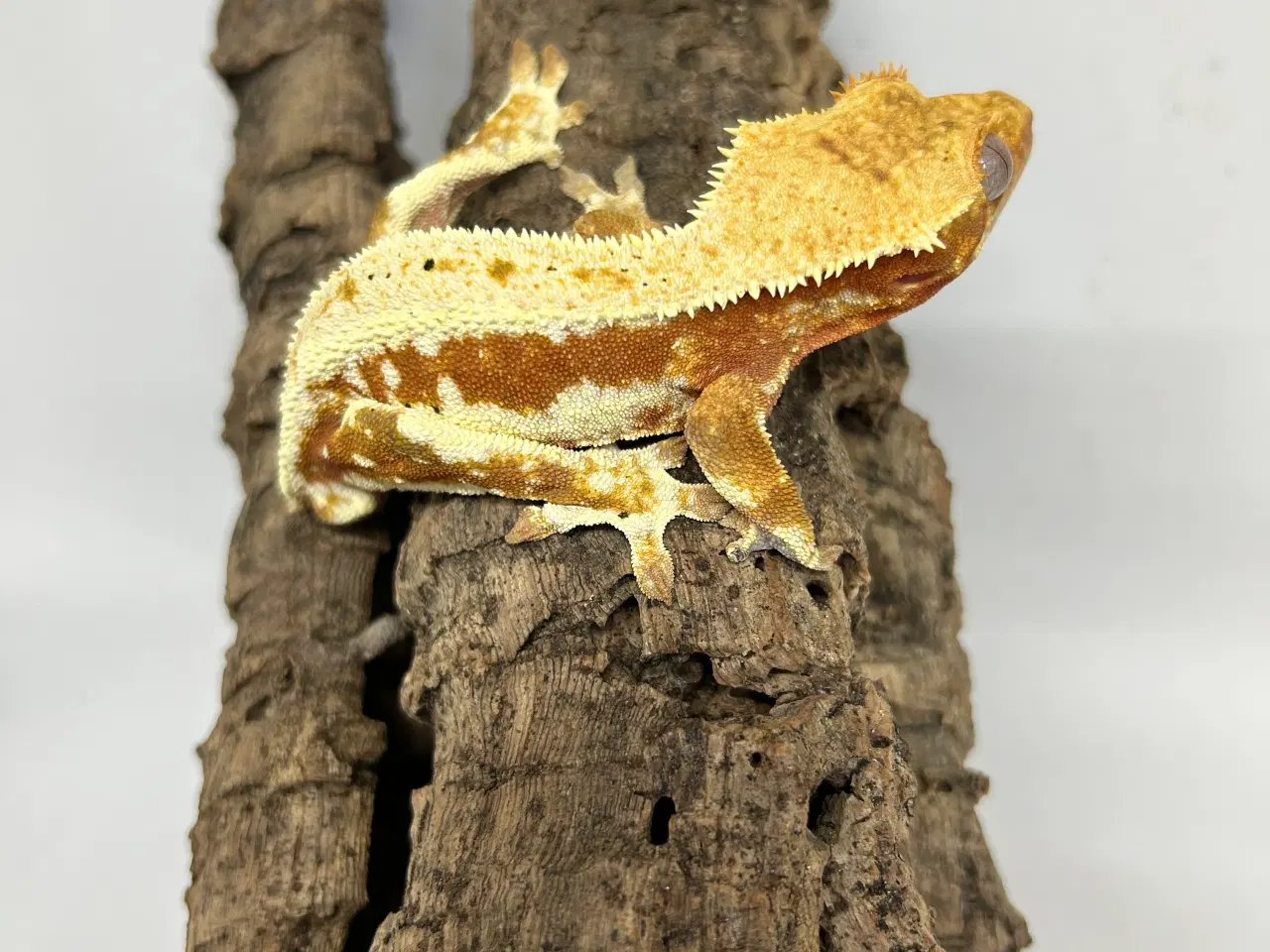 Billede 3 - Lilly White kronegekko han