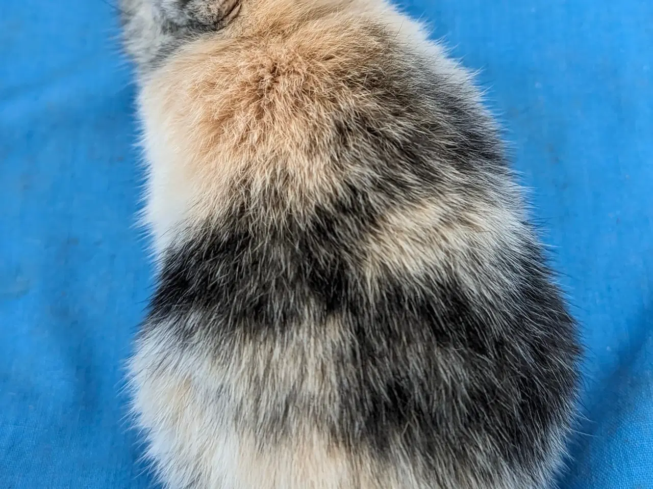 Billede 7 - Hermelin kaninunge sælges