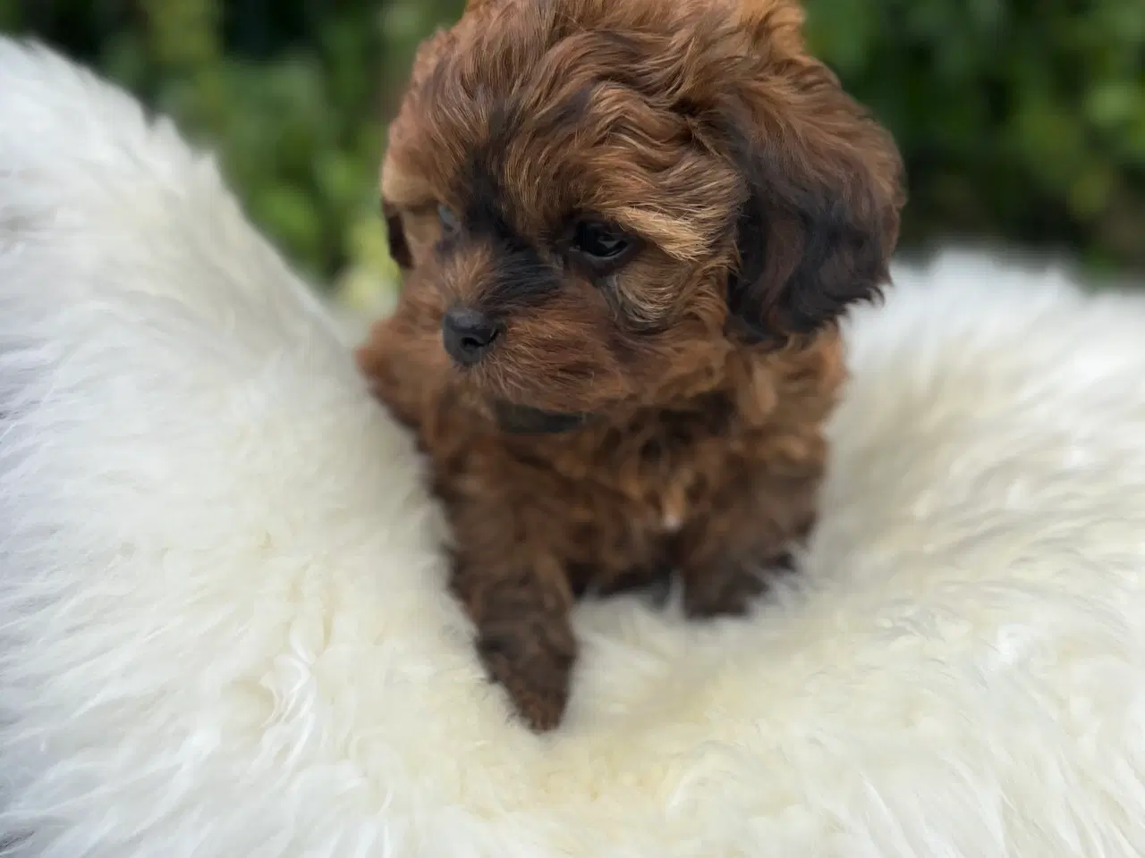 Billede 3 - Shihpoo 